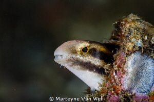 A blenny peaking its head out at Nudi Falls in Lembeh by Marteyne Van Well 